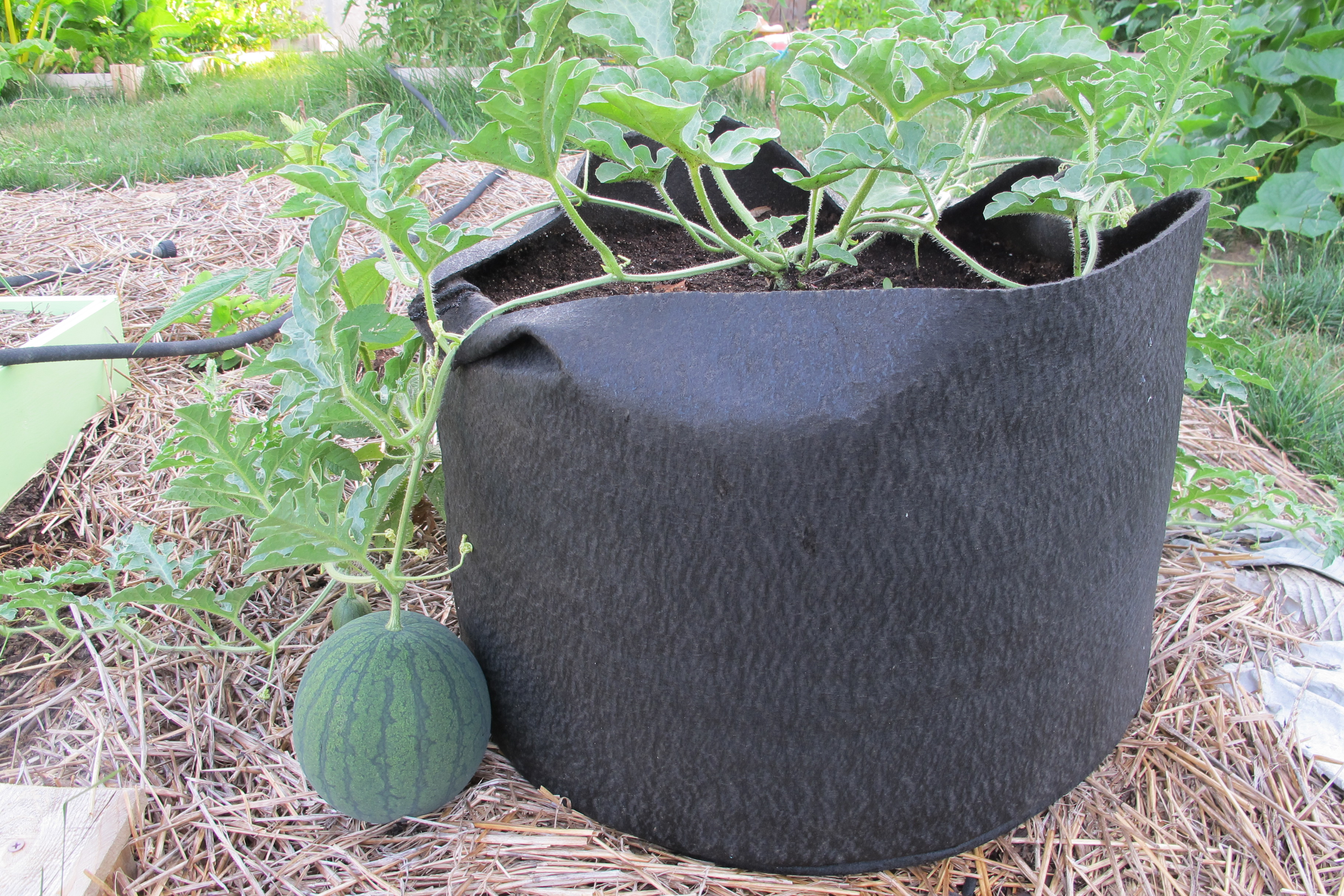 You can Grow Watermelons in a Pot!? | - attemptinggreen